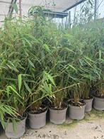 Superbes bambous non traçants  fargesia rufa seulement 20€, Tuin en Terras, Ophalen of Verzenden