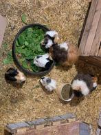 Cavia, Mei, Meerdere dieren, Cavia