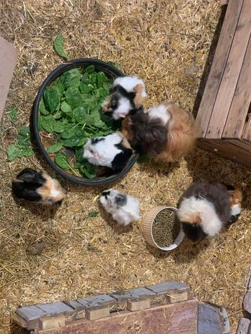 Cavia beschikbaar voor biedingen