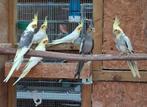 Valkparkieten Duitse kuiven, Dieren en Toebehoren