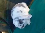 Mini lop ram bont, Dieren en Toebehoren, Konijnen