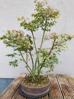 Acer groep bonsai, Tuin en Terras, Ophalen, In pot