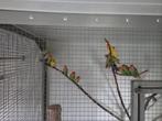 Roseicolli's 2025, Meerdere dieren, Dwergpapegaai of Agapornis, Geringd