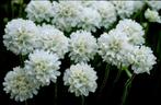 Armeria Abbey White, Tuin en Terras, Planten | Tuinplanten, Ophalen