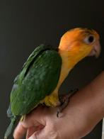 Handtamme roestkop caique, Dieren en Toebehoren, Vogels | Parkieten en Papegaaien, Tam