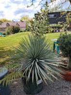 Yucca Rigida in bloei, Ophalen