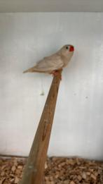 Koppel isabelzebravinken te koop, Dieren en Toebehoren, Vogels | Overige Vogels, Meerdere dieren, Tropenvogel, Geringd