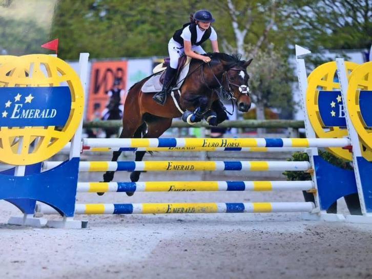 Allround brave d-pony, Animaux & Accessoires, Poneys, Jument, L, Poney D (1.37 m à 1.48m), Poney de saut, 7 à 10 ans, Avec puce électronique