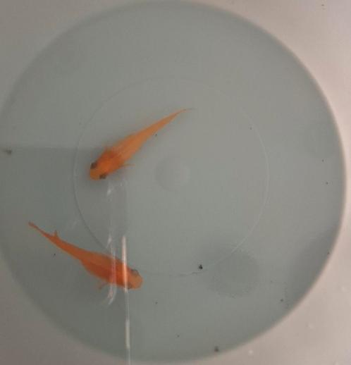 Baby Medaka (japanse rijstvis) - yama king, Dieren en Toebehoren, Vissen | Aquariumvissen, Zoetwatervis, Vis