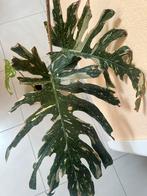 Monstera Thai Constellation bouture, Autres espèces, En pot, Moins de 100 cm, Enlèvement