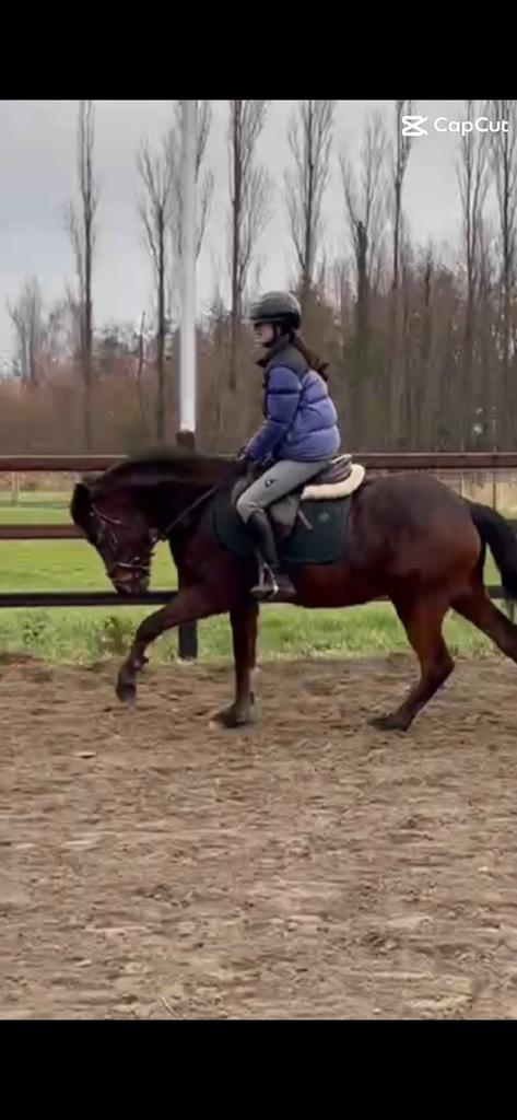 Halve stal/bijrijderaangeboden omgeving sint katelijne waver, Dieren en Toebehoren, Paarden