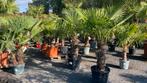 Winterharde palmbomen, Tuin en Terras, Planten | Bomen, Ophalen