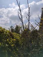 Walnotenboom, Tuin en Terras, 250 tot 400 cm, Zomer, Ophalen, Volle zon