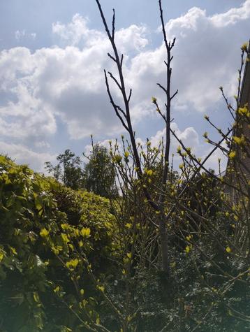 Walnotenboom beschikbaar voor biedingen