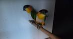 Couple caique tête noire epp