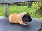 Cavia beertje, Dieren en Toebehoren, Knaagdieren, September, Mannelijk, Cavia