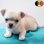 Chihuahua pups te koop (Belgisch), Parvo, België, Handelaar, 8 tot 15 weken