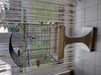 volière, Animaux & Accessoires, Enlèvement
