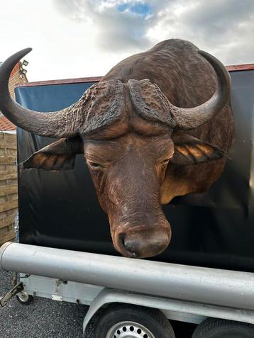 Jachttrofee curiosa taxidermie opgezette kafferbuffel, Enlèvement ou Envoi
