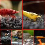 Neocaridina garnalen (verschillende soorten beschikbaar), Animaux & Accessoires, Poissons | Poissons d'aquarium, Homard, Crabe ou Crevette