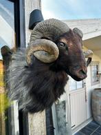Oude taxidermie ram, Ophalen of Verzenden