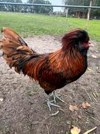 3 Padua hanen, Dieren en Toebehoren, Pluimvee, Mannelijk, Kip