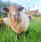 schapen, Animaux & Accessoires, Moutons, Chèvres & Cochons, Mouton, Mâle, 0 à 2 ans