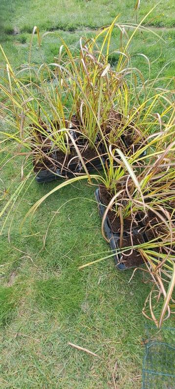 Carex elata 'Aurea' beschikbaar voor biedingen