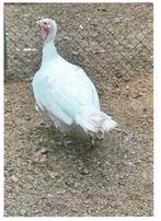 KALKOEN, Dieren en Toebehoren, Vrouwelijk, Kalkoen