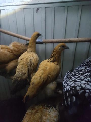 Hennen beschikbaar voor biedingen