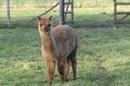 Mooie Alpaca.(cria) Merrie. (Of omwisselen)., Dieren en Toebehoren, Overige Dieren, Vrouwelijk