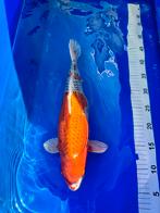 Japanese Kujaku koi 40 cm, Karper of Koi