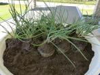 BIESLOOK (kruiden)(DRINGEND WEG!!!), Ophalen, Vaste plant, Halfschaduw, Kruiden