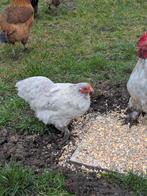 2 Cochin kriel kippen 1 Cochin kriel haan., Dieren en Toebehoren, Kip