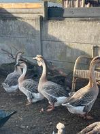 2 koppels, Dieren en Toebehoren, Meerdere dieren, Gans of Zwaan