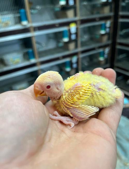 Baby agaporniden voor handtam, Dieren en Toebehoren, Vogels | Parkieten en Papegaaien, Geslacht onbekend, Pratend, Tam