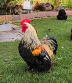 Kriel Cochin haan, Dieren en Toebehoren