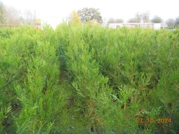 haagplanten beschikbaar voor biedingen