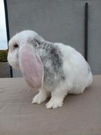 Franse hangoor ram, Dieren en Toebehoren, Konijnen, Mannelijk, Groot, Hangoor, 0 tot 2 jaar