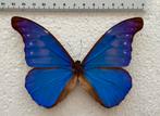 Morpho rhetenor cacica - Peru, Verzamelen, Ophalen of Verzenden, Zo goed als nieuw