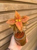 Coleus / siernetel, Tuin en Terras, Ophalen of Verzenden