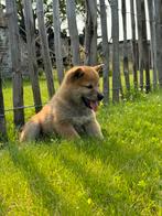 Shiba Inu reutje te koop, Dieren en Toebehoren, Honden | Poolhonden, Keeshonden en Oertypen, CDV (hondenziekte), België, Particulier