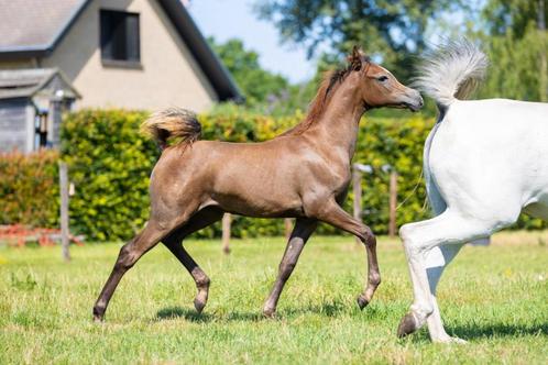 Arabisch Volbloed merrieveulen ASE Juilliard, Dieren en Toebehoren, Paarden, Merrie, Niet van toepassing, 0 tot 2 jaar, Met stamboom
