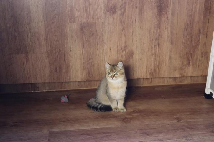 brits kort en langhaar, Dieren en Toebehoren, Katten en Kittens | Raskatten | Korthaar, Meerdere dieren, 0 tot 2 jaar, Met stamboom