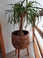 Beaucarnea met pot, Huis en Inrichting, Kamerplanten, Ophalen, Overige soorten, Halfschaduw, In pot