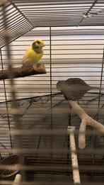 Pasgeboren Kanaries in verwachting, Dieren en Toebehoren, Geslacht onbekend, Zangkanarie