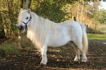 Shetland merrie 🩷 beschikbaar voor biedingen