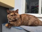 She is chocolat tortie, Dieren en Toebehoren, Poes, Gechipt, 3 tot 5 jaar