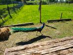 Volwassen pauwhaan pauw, Dieren en Toebehoren, Pluimvee