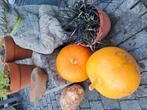 mooie pompoenen voor heerlijke soep., Tuin en Terras, Planten | Tuinplanten, Ophalen